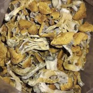 Psilocybe Mexicana