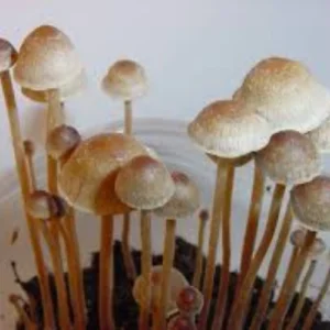 psilocybe Tempensis