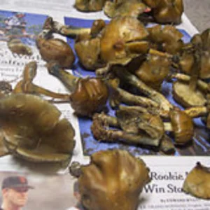 Psilocybe Weilii
