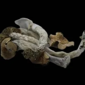 Transkei Magic Mushroom