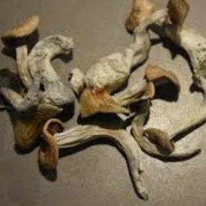 Cuban Magic Mushrooms