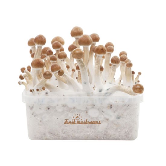 magic mushroom growkit b plus large 1